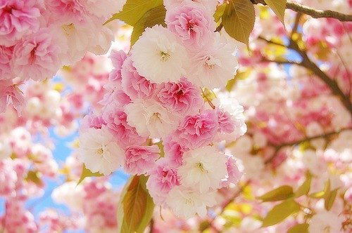 Сауле Маратова