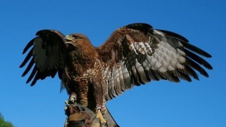 Олег Корниенко