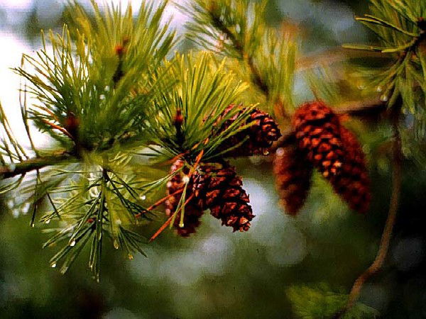 Елена Белозуб