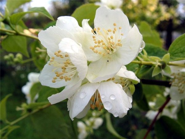 Надежда Константинова