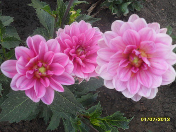 Зимфира Ахматова