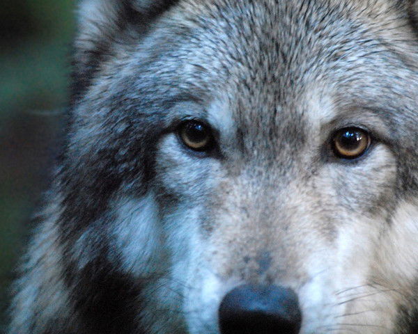 Артем Петров