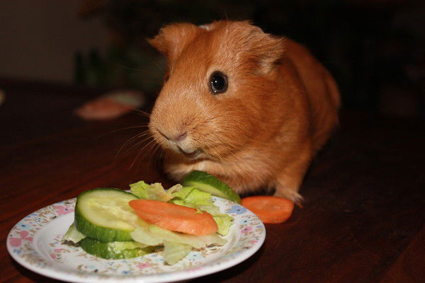 Татьяна Шабалина