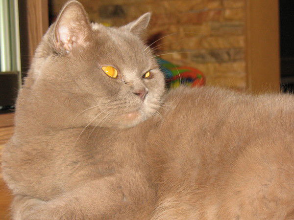 Геннадий Калиш