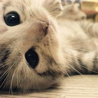 Катя Борисова