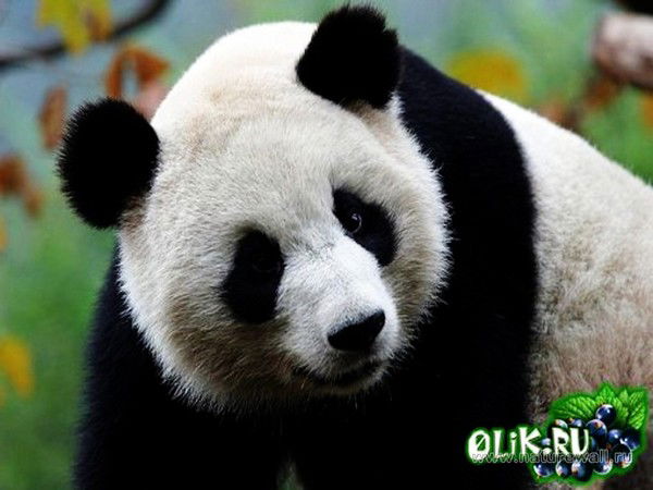 Бауржан Мухамедкалиев