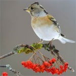 Наталья Шикина