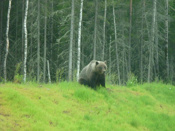 Алиса Маликова