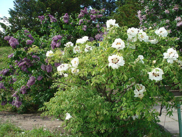 Ирина Левина