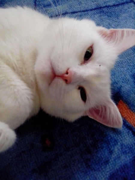 Александр Сеньков