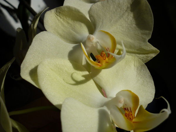 Татьяна Майсямова