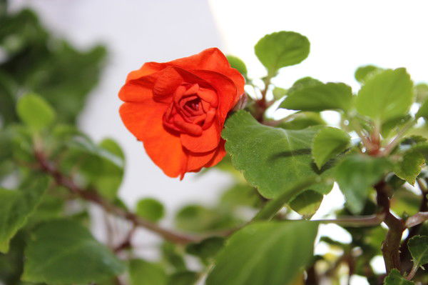 *snejka* *doroshenko*