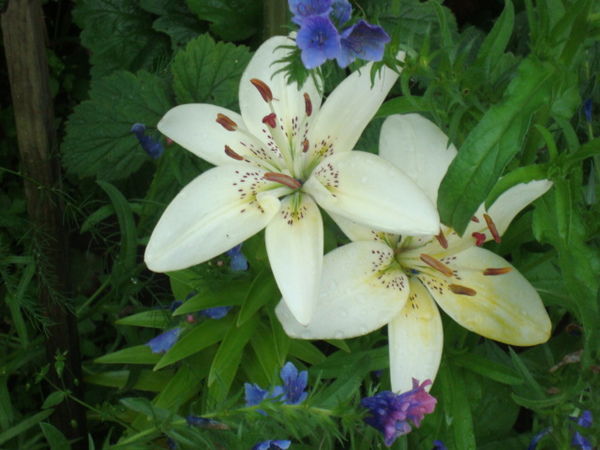 Виктория Мухина