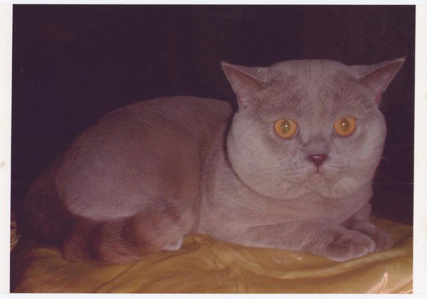 Ирина Флюстова