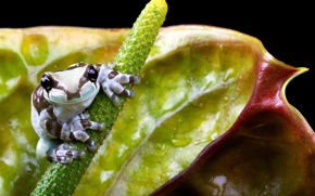 Тамара Фролова