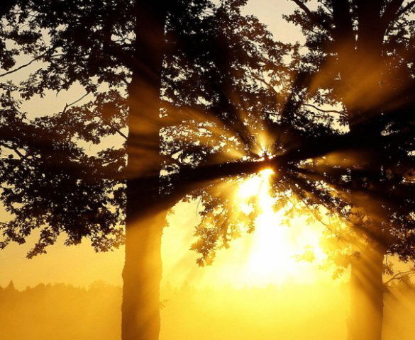 Наталья Дубровина