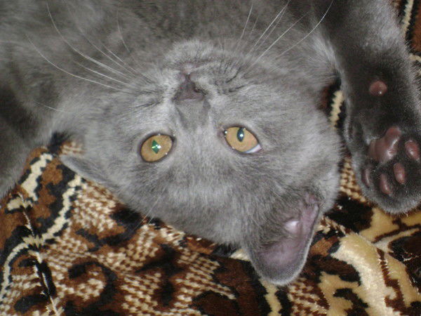 Марина Карепанова