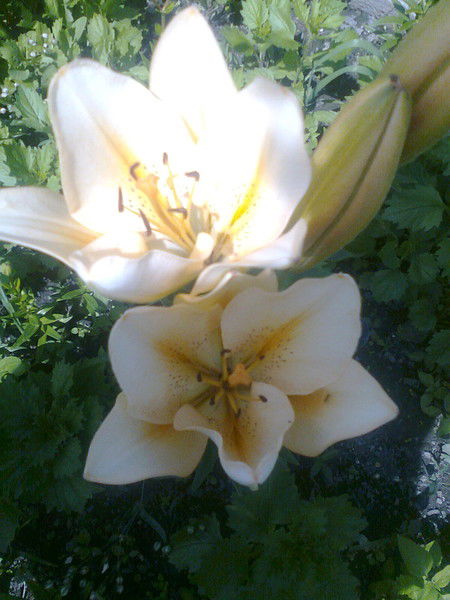 Зимина Ольга