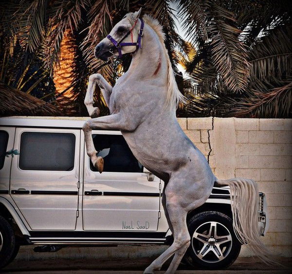 Ислам Садыков