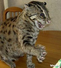 Виктор Тимашов