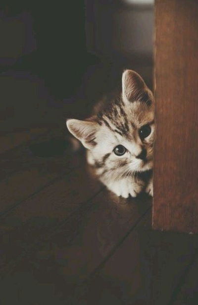 Анастасия Панфилова