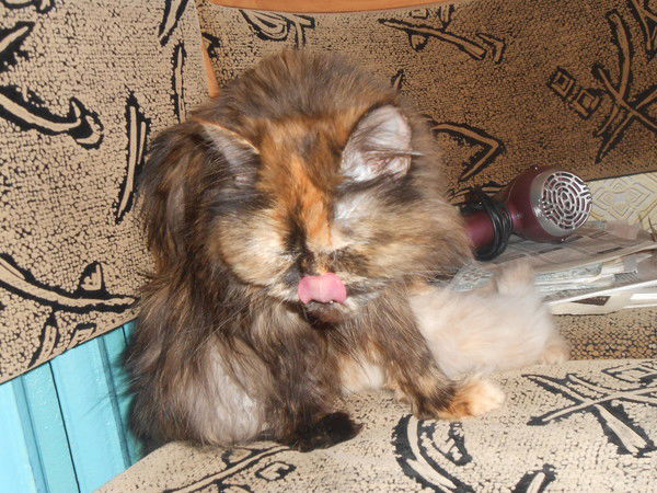 Катерина Николенко