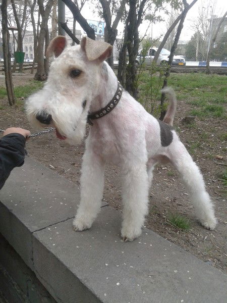 Алла Шипилова