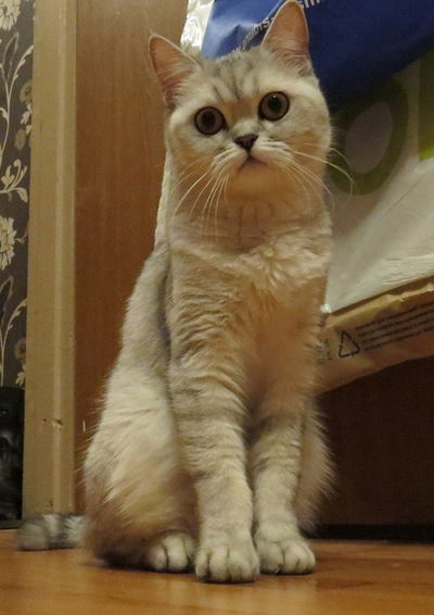 Надя Князькова