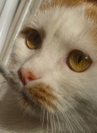 Кристина Аксёнова