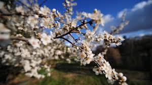 Наталья Истомина