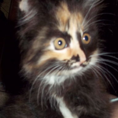 Ольга Андреева