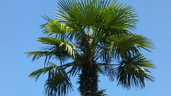 Вика Нечипоренко