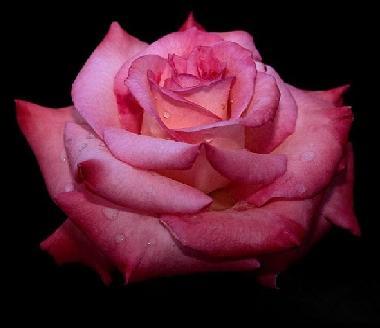 Чп Абдуллаева