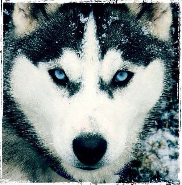 Сергей Аксенов