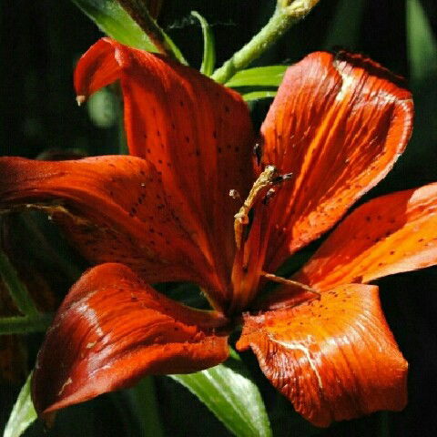 Тарановская Районная Ветеринарная Лабора Тарановская Рвл