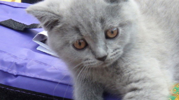 Константин Гницевич