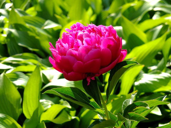 Амрина Минара