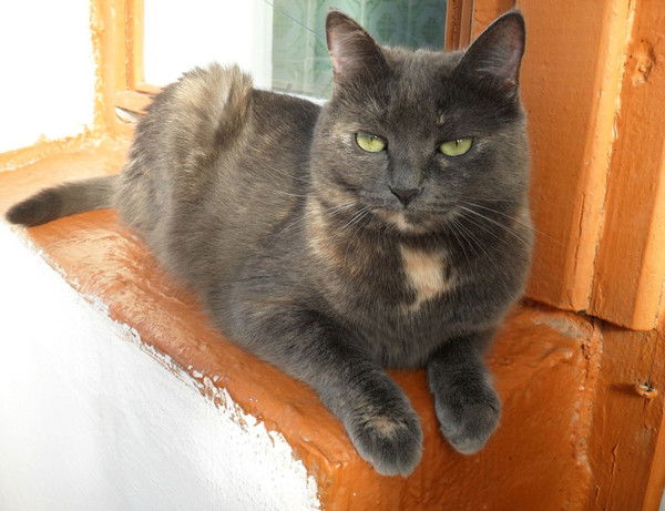 Елена Малышко