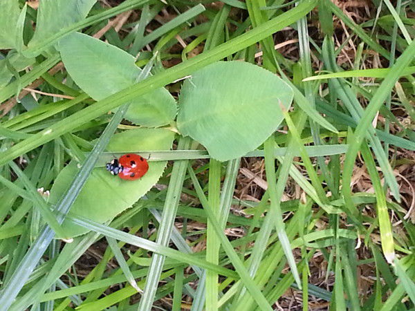 Варвара Гельман