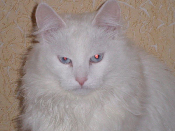 Таня Сухинина