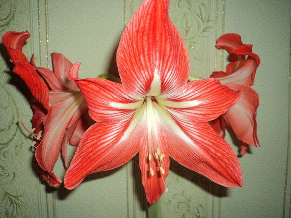 Зинаида Маматова