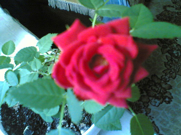 Валентина Сидорова