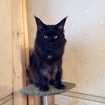 Никита Куртагин