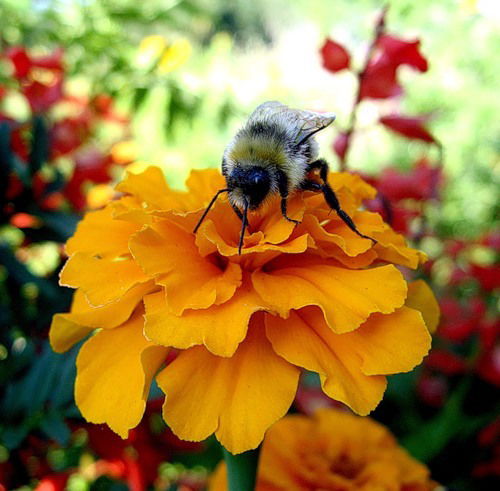 Марина Елисеева