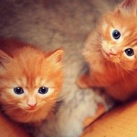 Ольга Цветочек