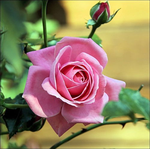 Люба Мотылёва (Русакова)