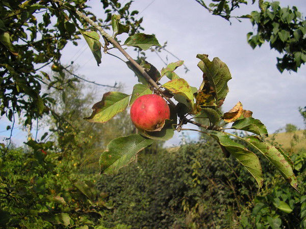 Вячеслав Беляев