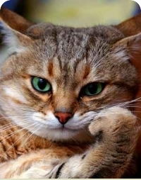 Жанна Дюйсекина