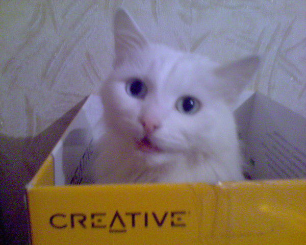 Екатерина Ушакова