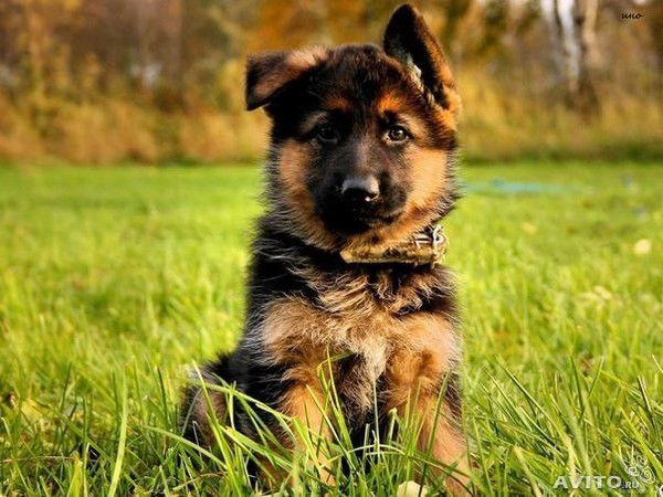 Лаура Лаура